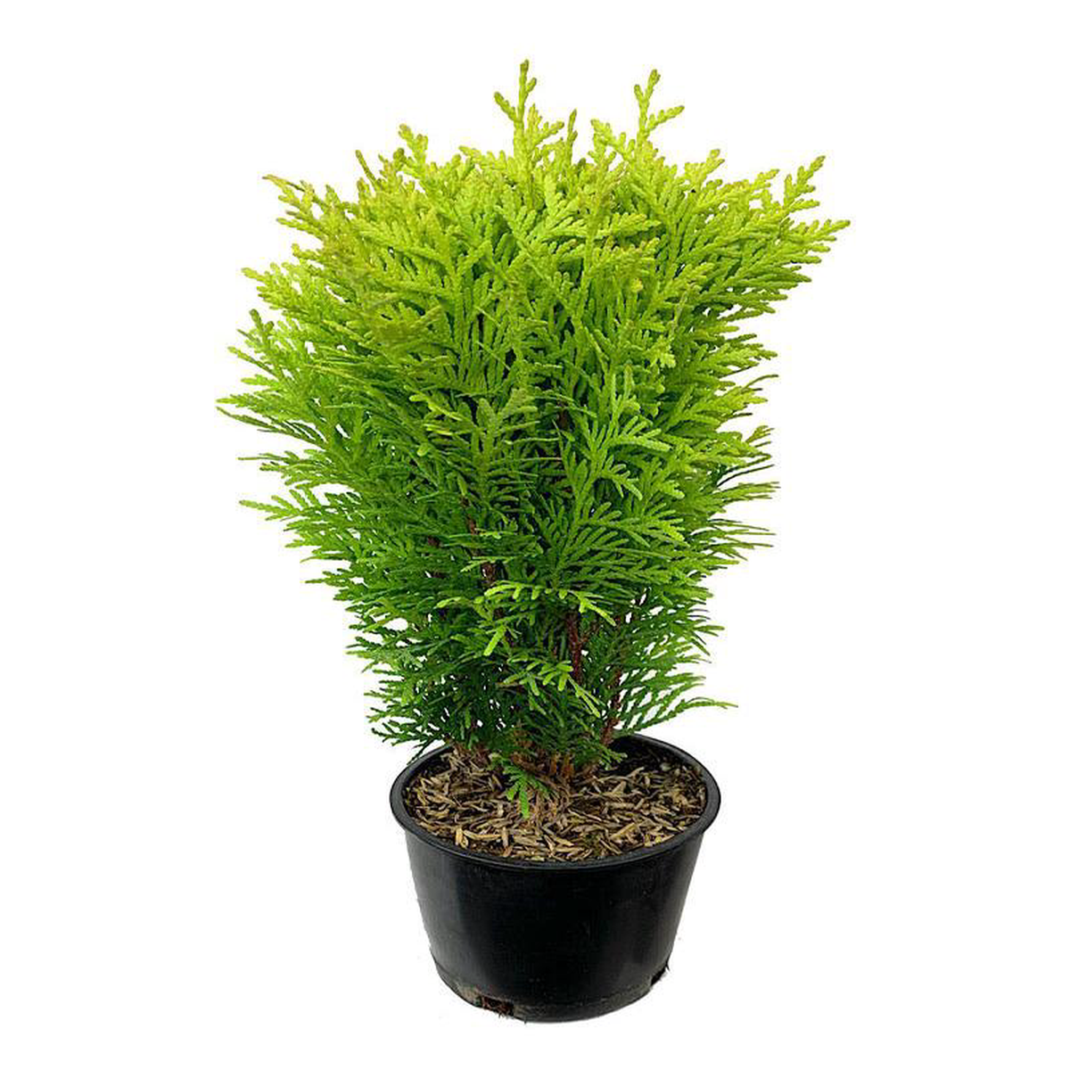 Thuja occidentalis 8216Autumn Moon8217 1 Gallon