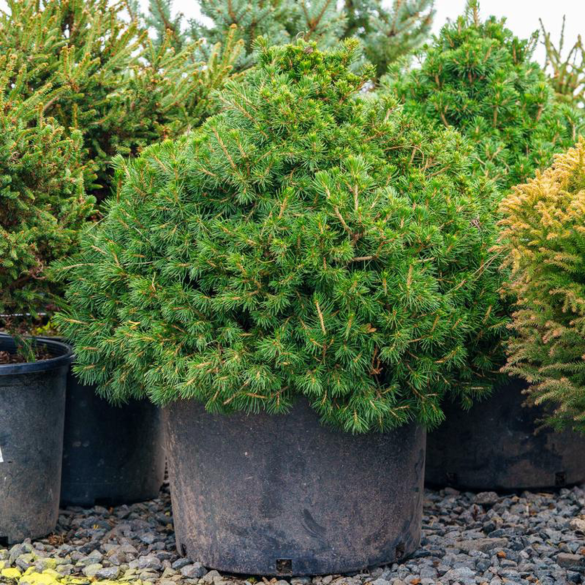 Tompa Norway Spruce 6 Gallon