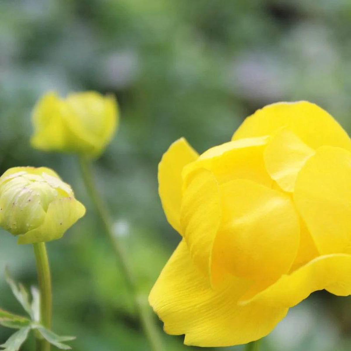 Trollius Europaeus Superbus Aquatic Pond Plant 1ltr (3 Pack)