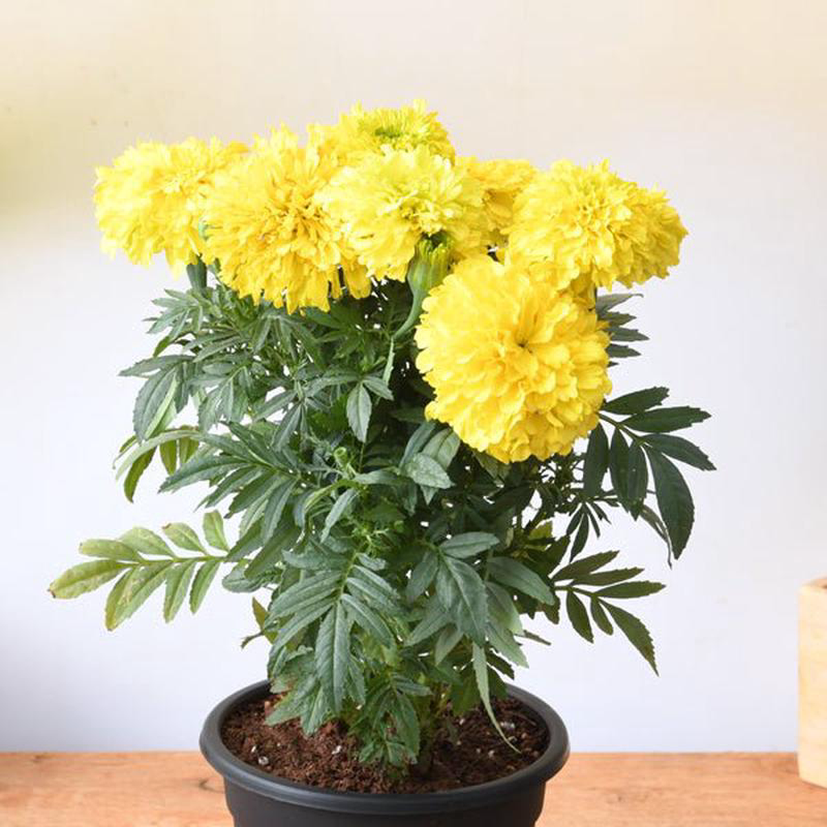 African Marigold (Any Color) 8211 Plant