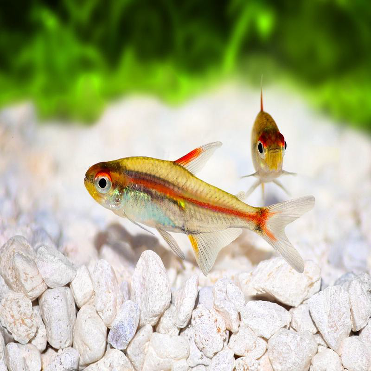 Glowlight Tetra