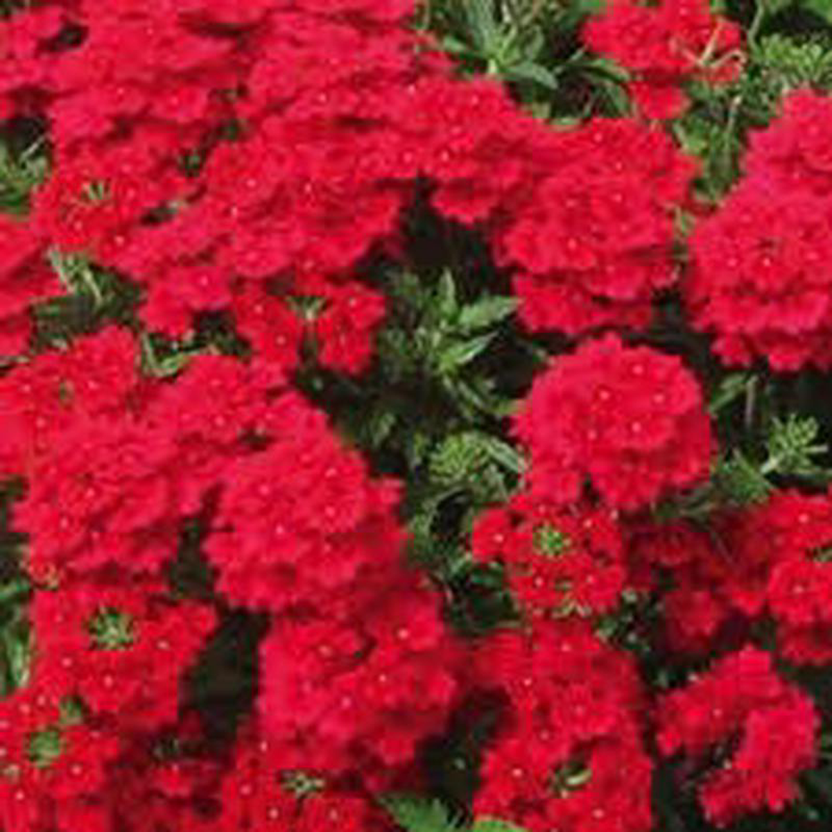 Verbena 8216Lanai Red8217 6 Inch