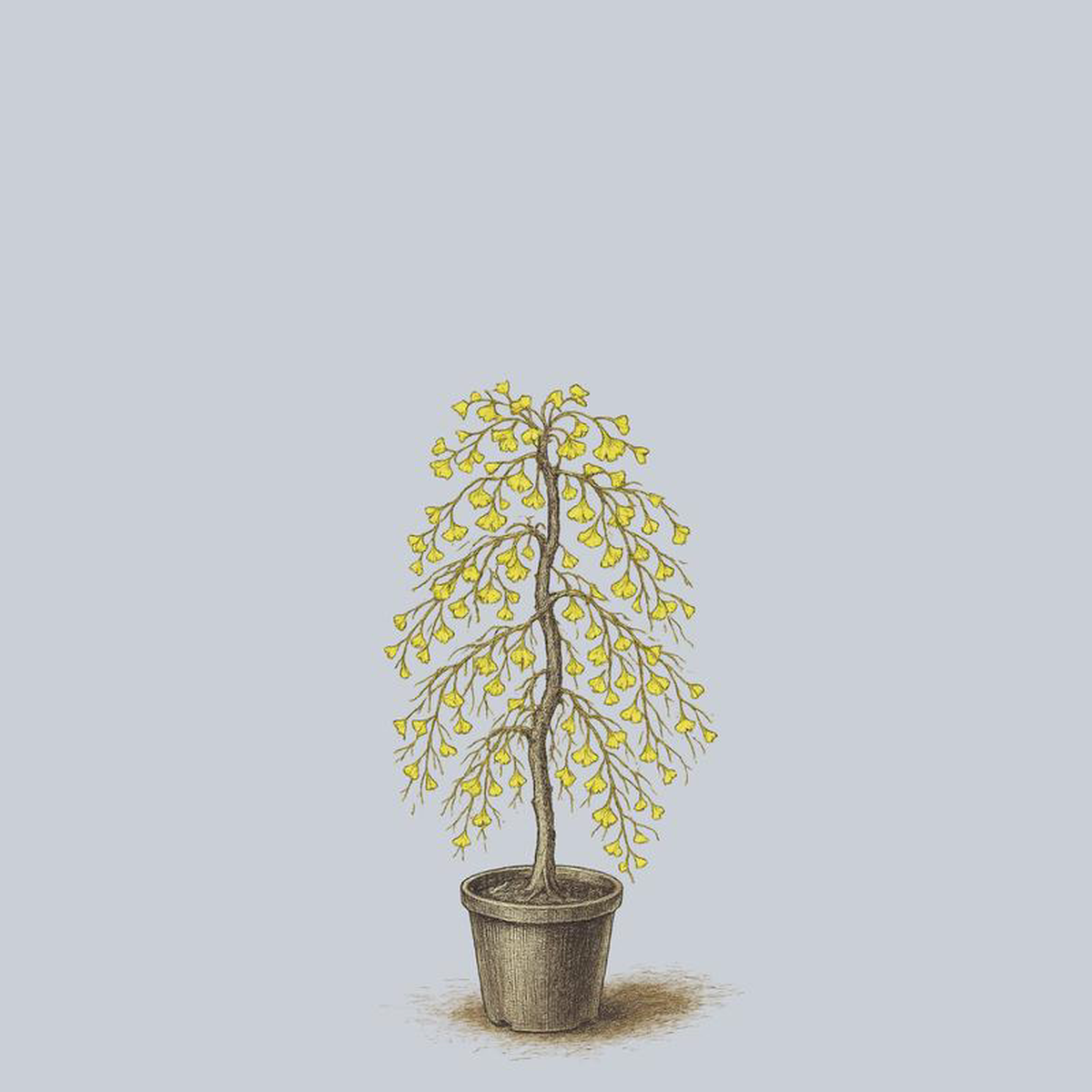 Weeping Wonder Ginkgo 7 Gallon