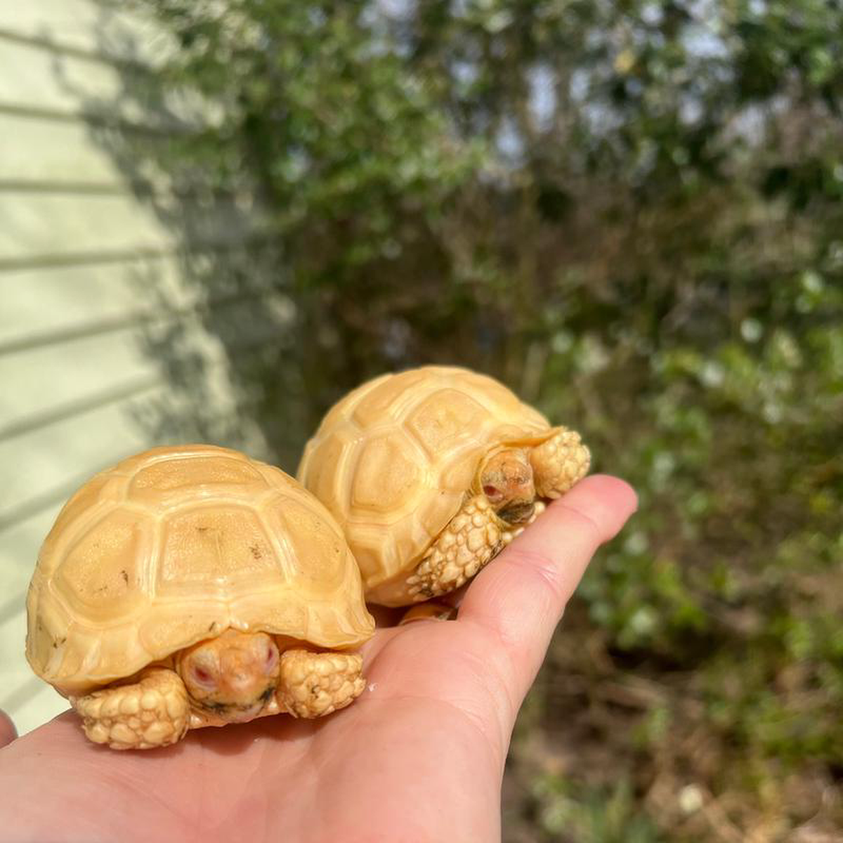 Albino African Spurred Tortoise Baby (Centrochelys sulcata)