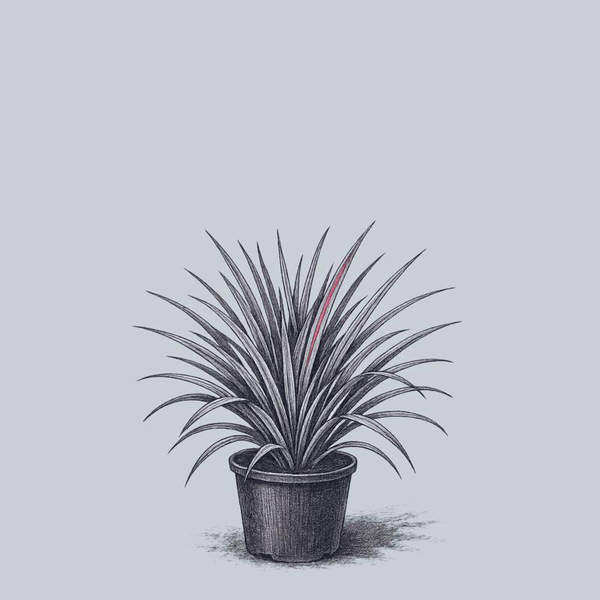 Strawberries and Cream Reed Canary Grass 1 Gallon
