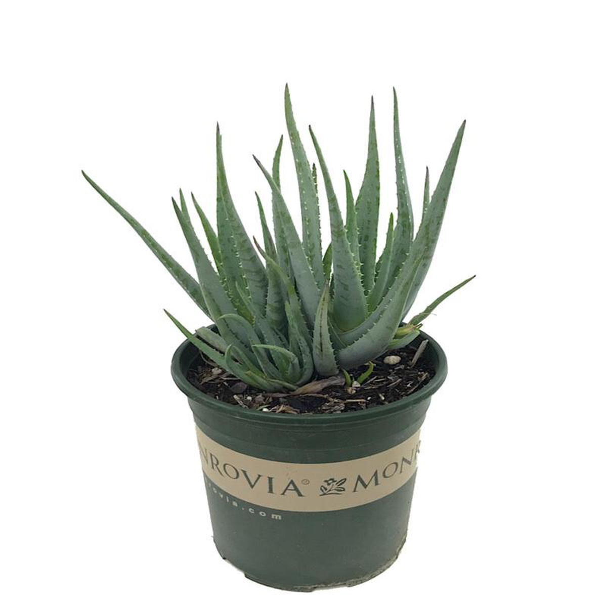 Aloe 8216Blue Elf8217 4 Inch
