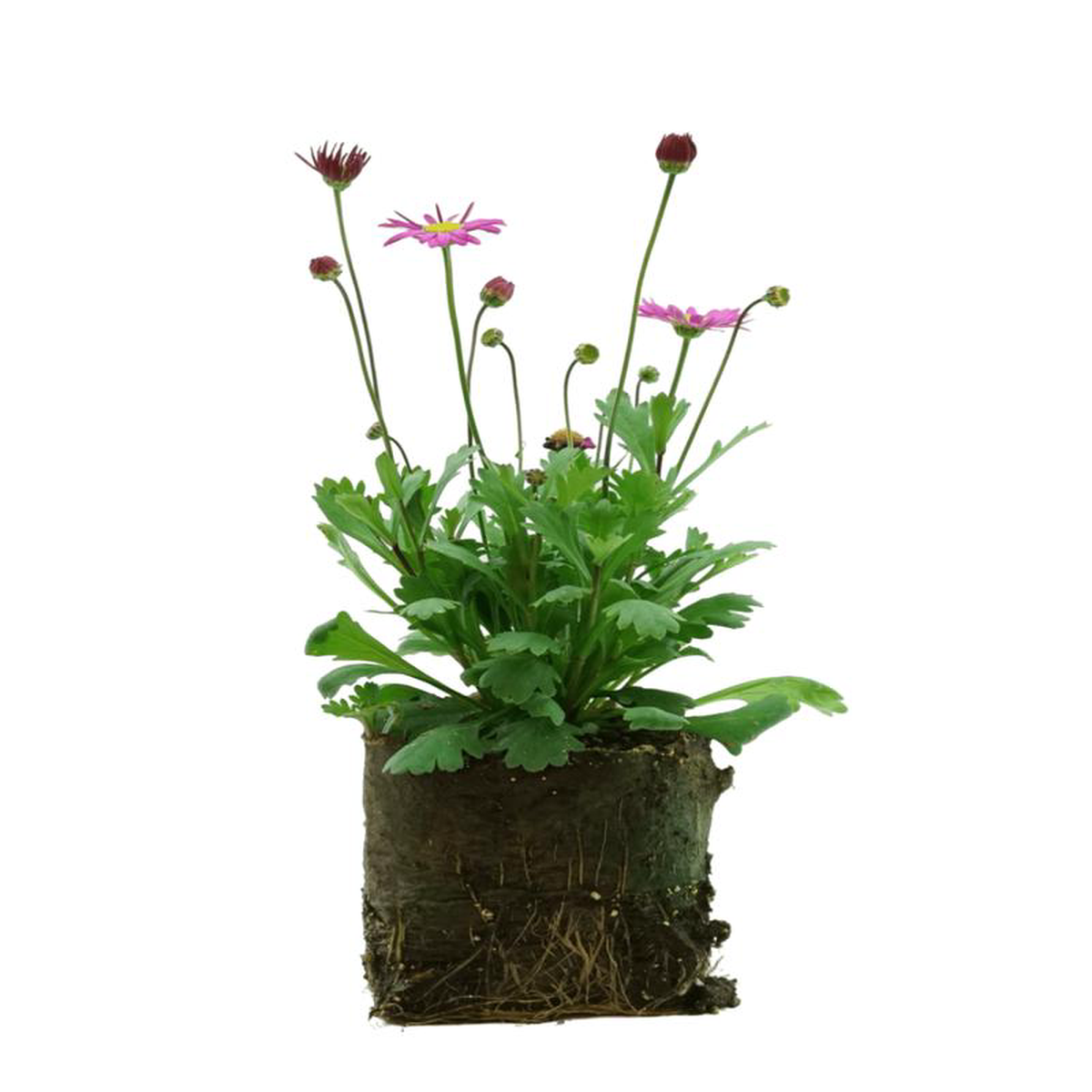 Brachyscome 8216Fresco Candy8217 4 Inch