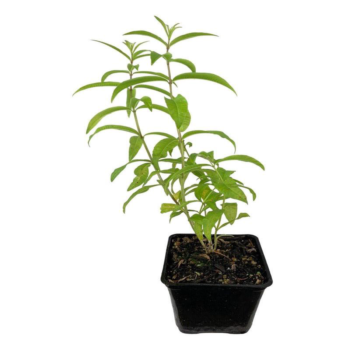 Aloysia citrodora (Lemon Verbena) Quart