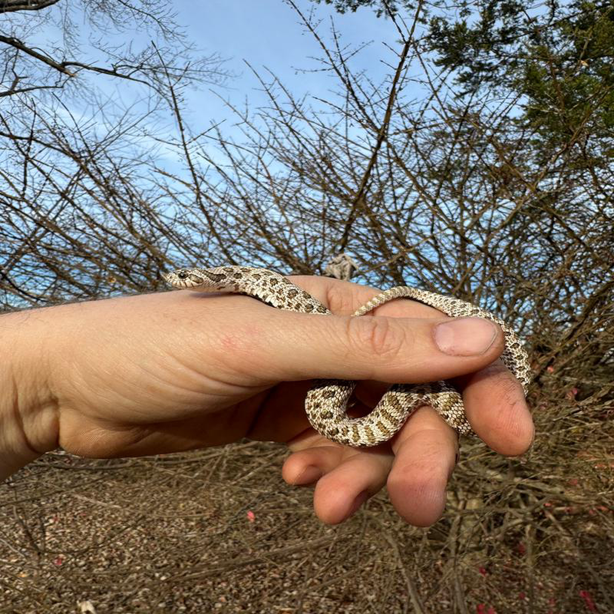 Arctic Western Hognose Snake Female 1 (Heterodon nasicus)