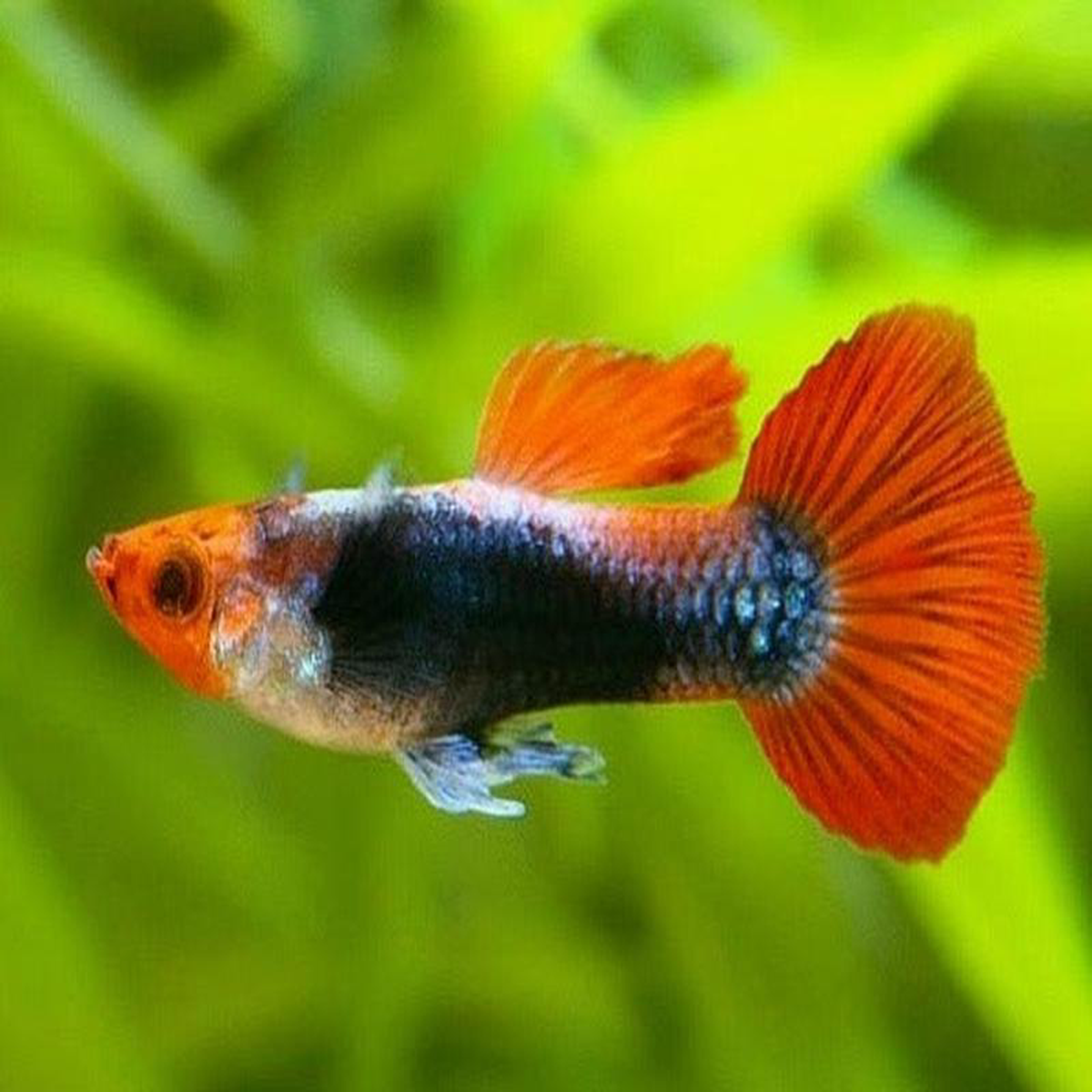 Guppy Male Koi