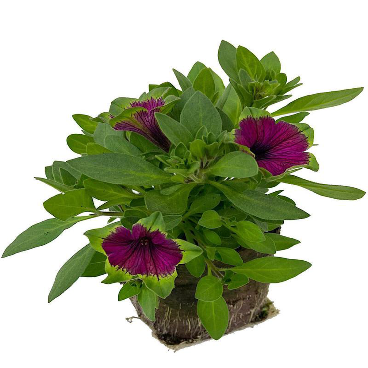 Petunia 8216Picasso in Purple8217 4 Inch
