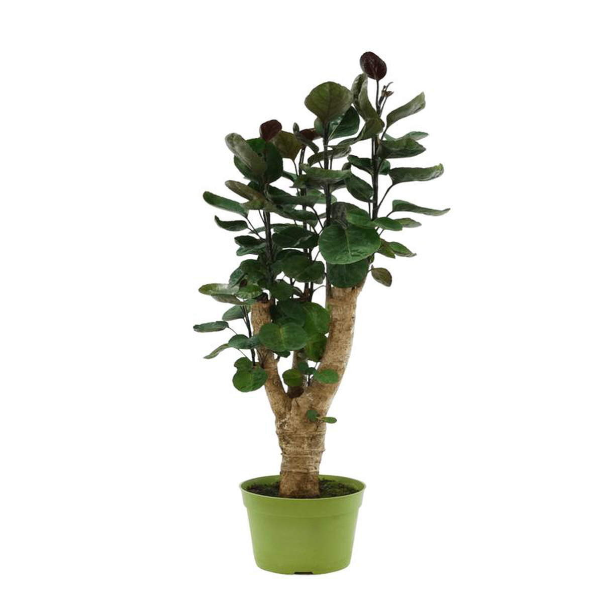 Polyscias scutellaria 6 Inch