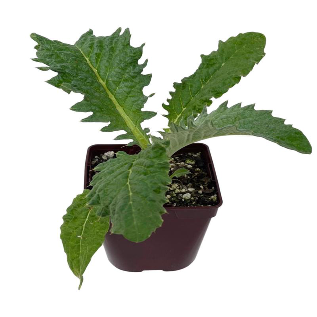 Cynara cardunculus 3 Gallon
