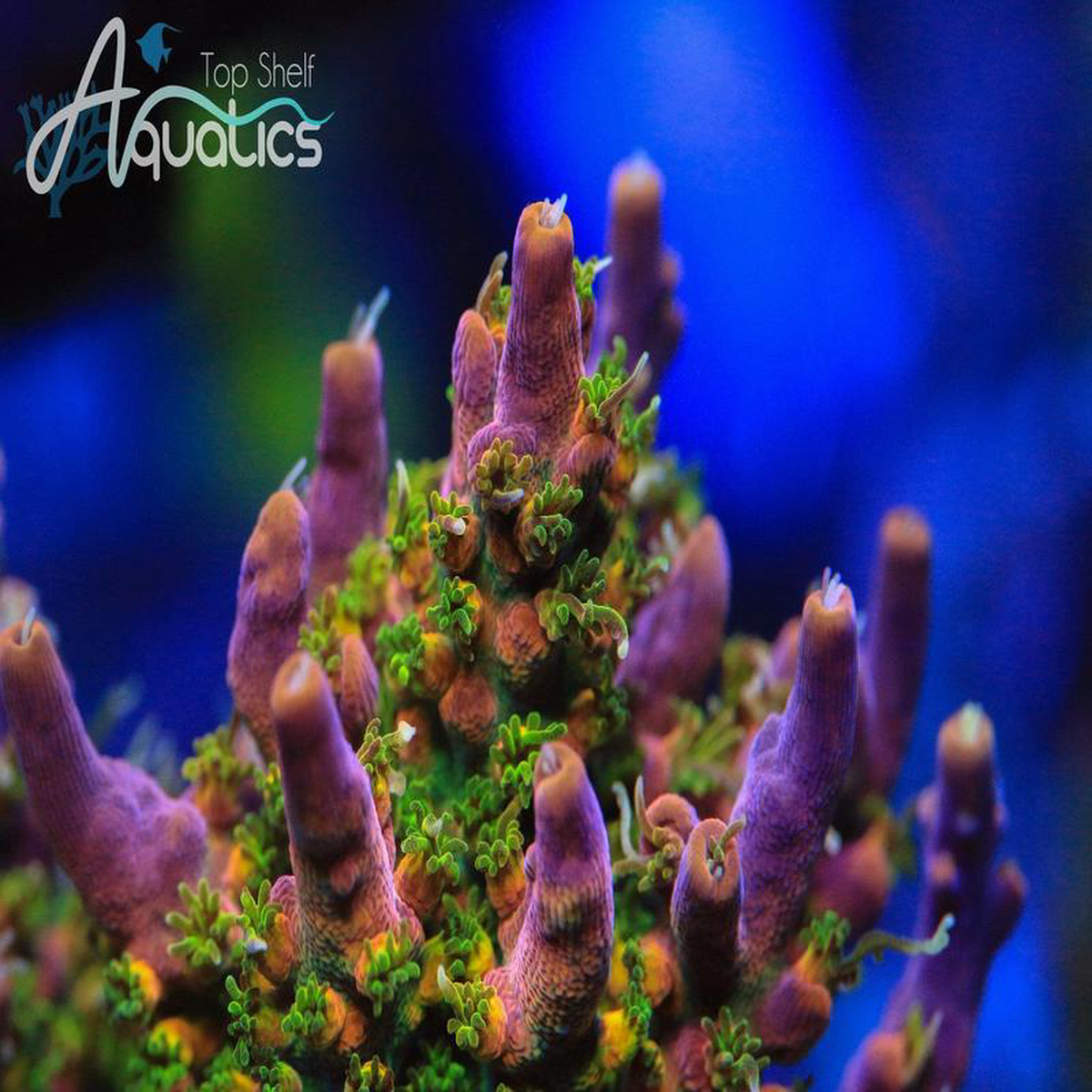 CC Voodoo Majick Acropora Coral