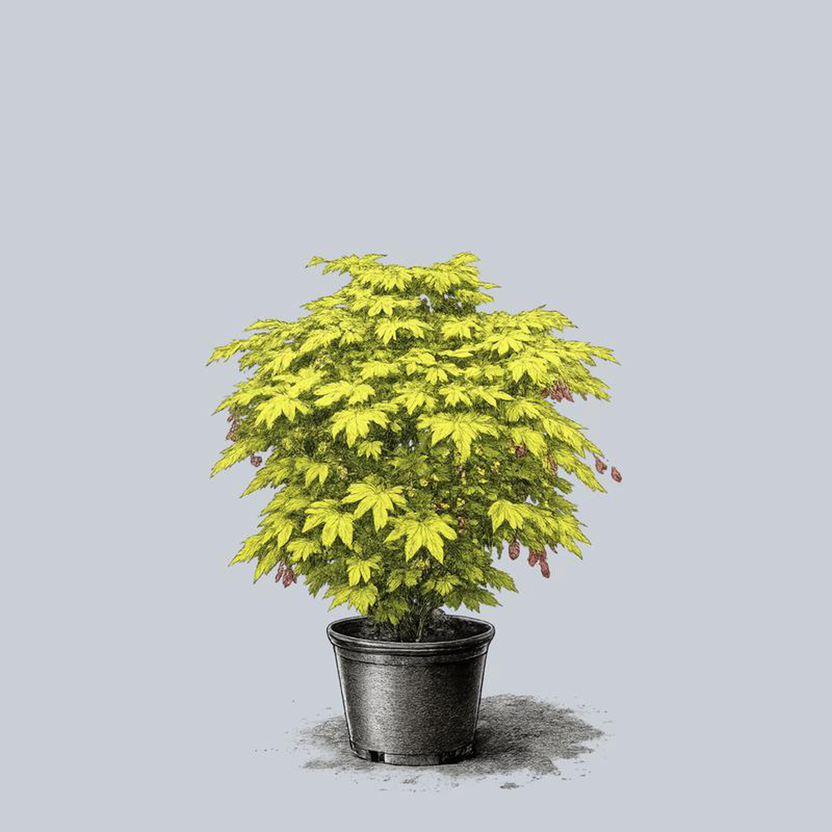 Jordan Golden Full Moon Maple 6 foot B038B