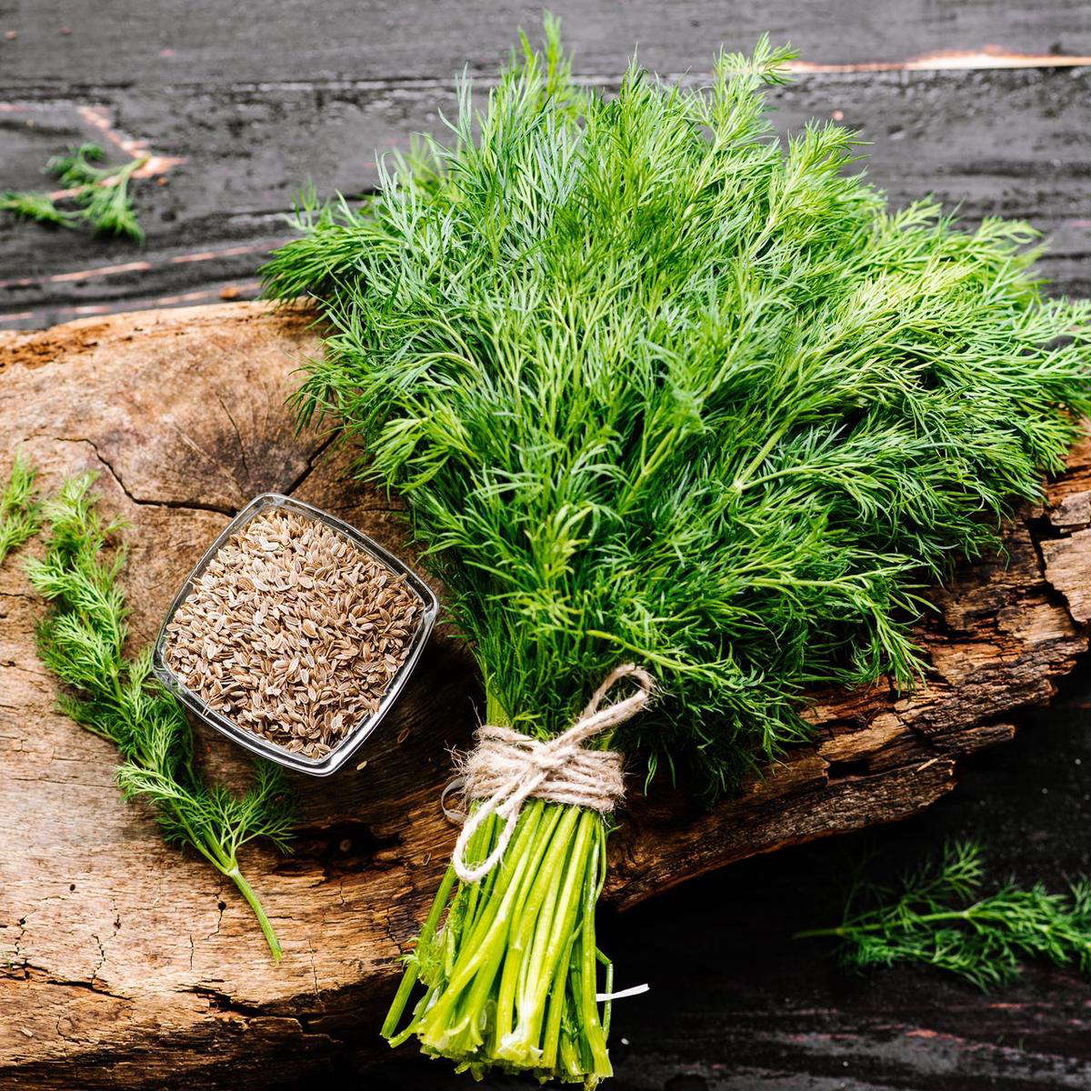 Ambrosia Dill (Anethum graveolens)