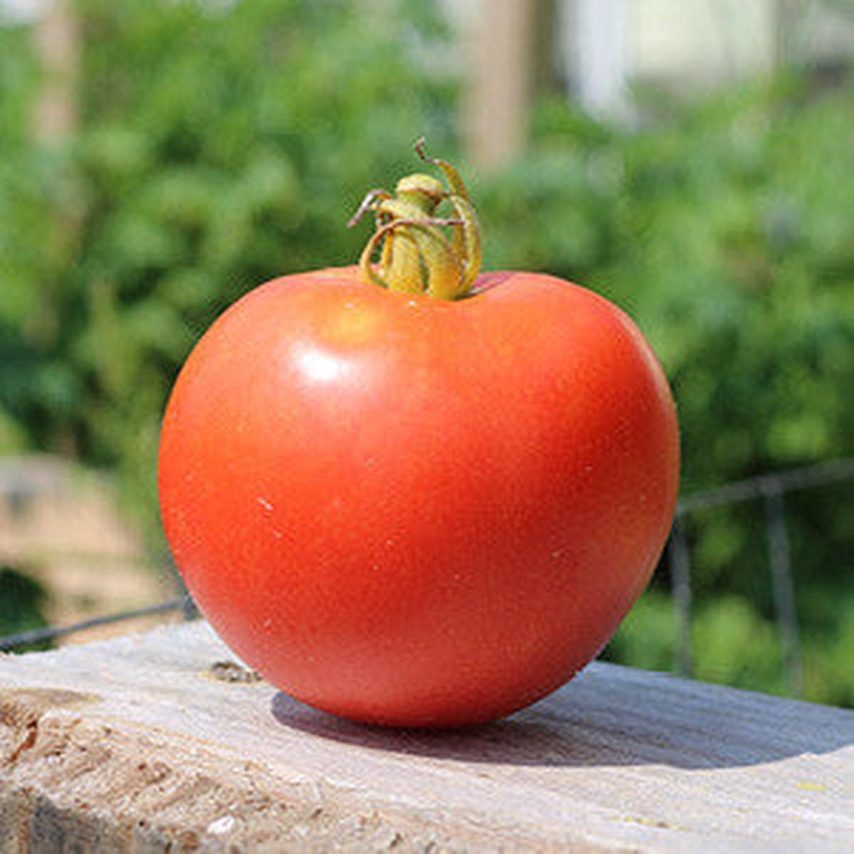 Arkansas Traveler Tomato (Solanum lycopersicum)