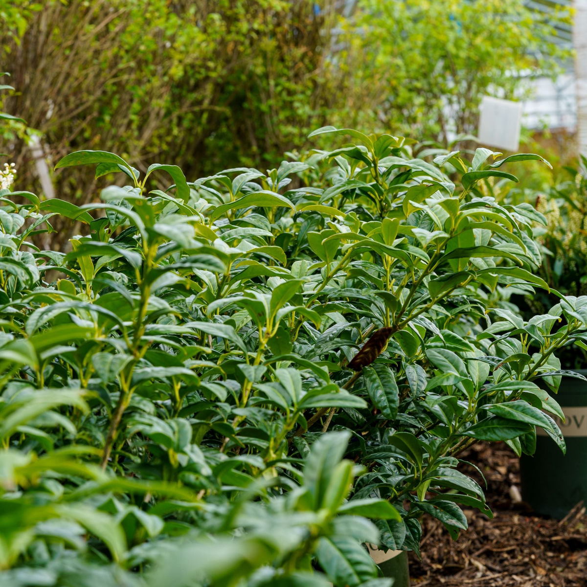 Chestnut Hill Cherry Laurel 10 Gallon