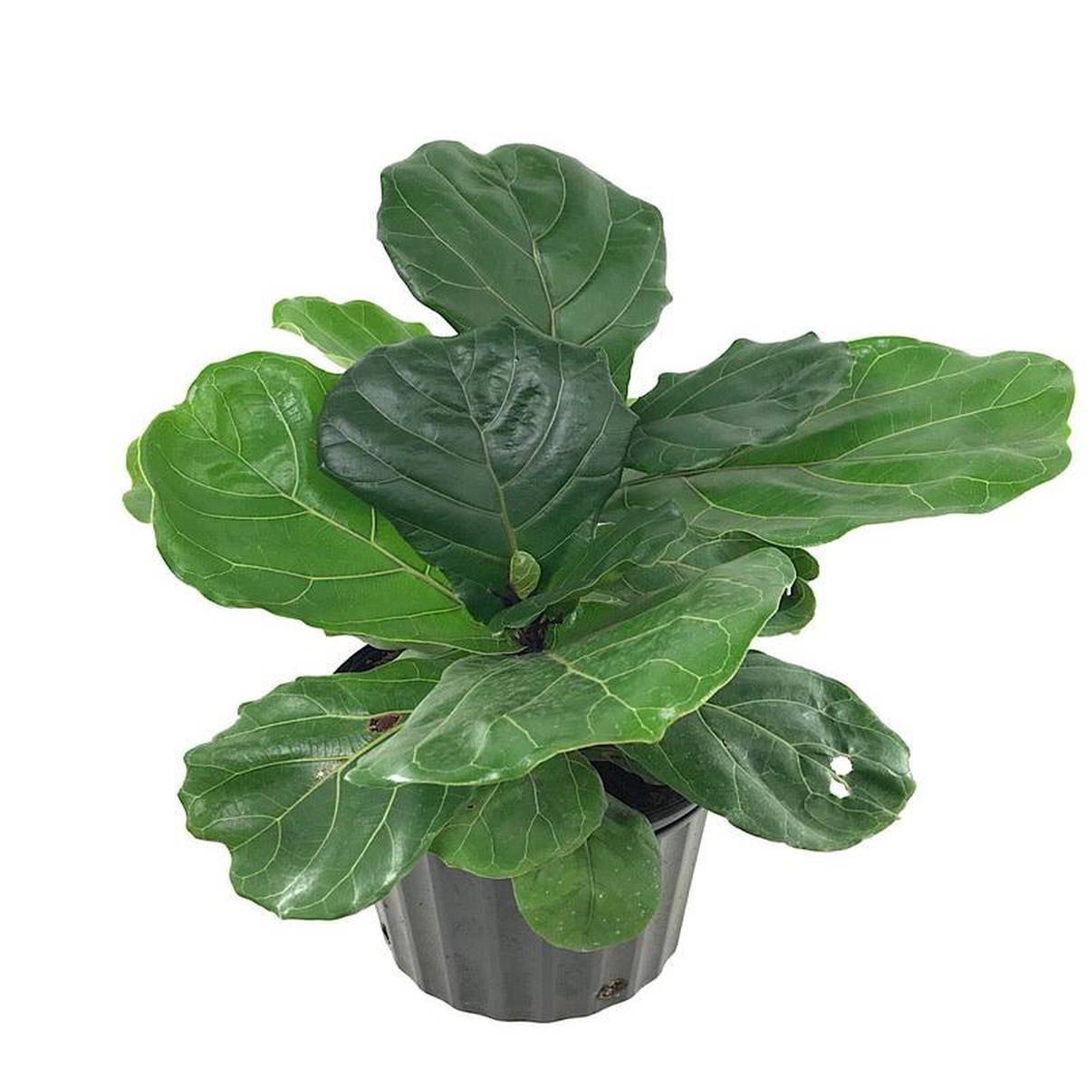 Ficus lyrata 10 Inch