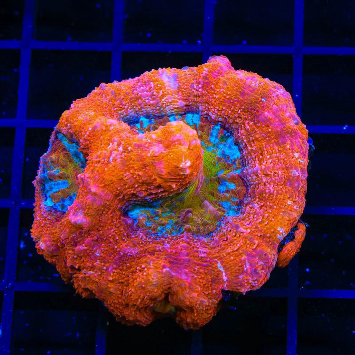 Crazy Rainbow Bowerbanki Coral