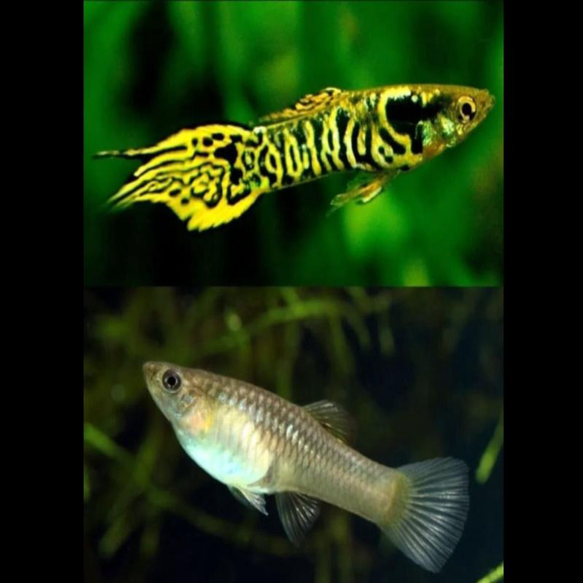 Endler Guppy 8211 Yellow Tiger