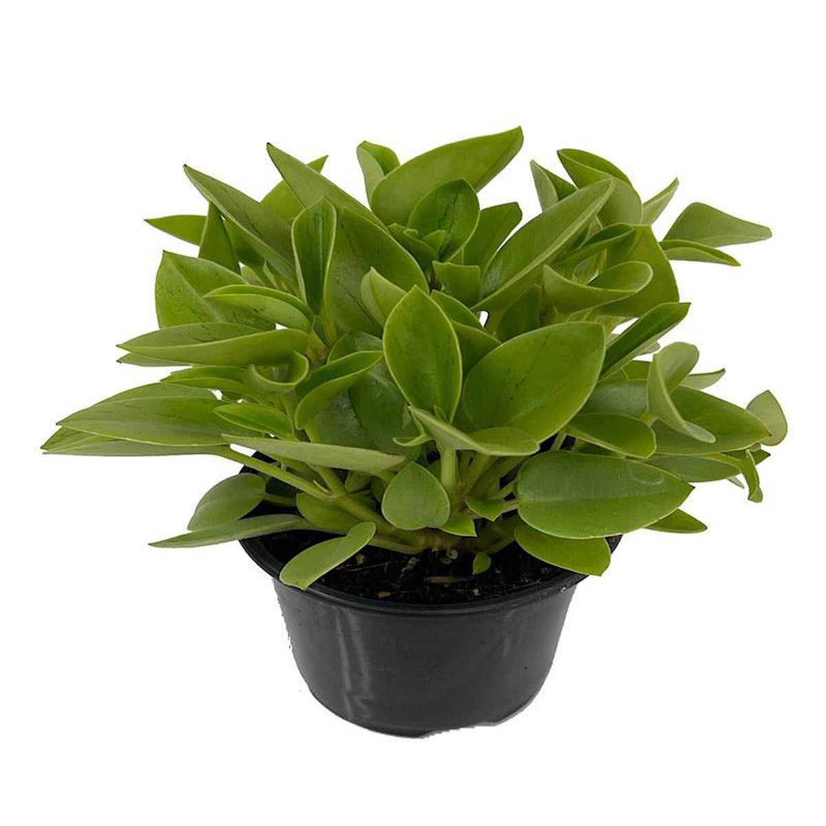 Peperomia 8216Pixie Lime8217 4 Inch