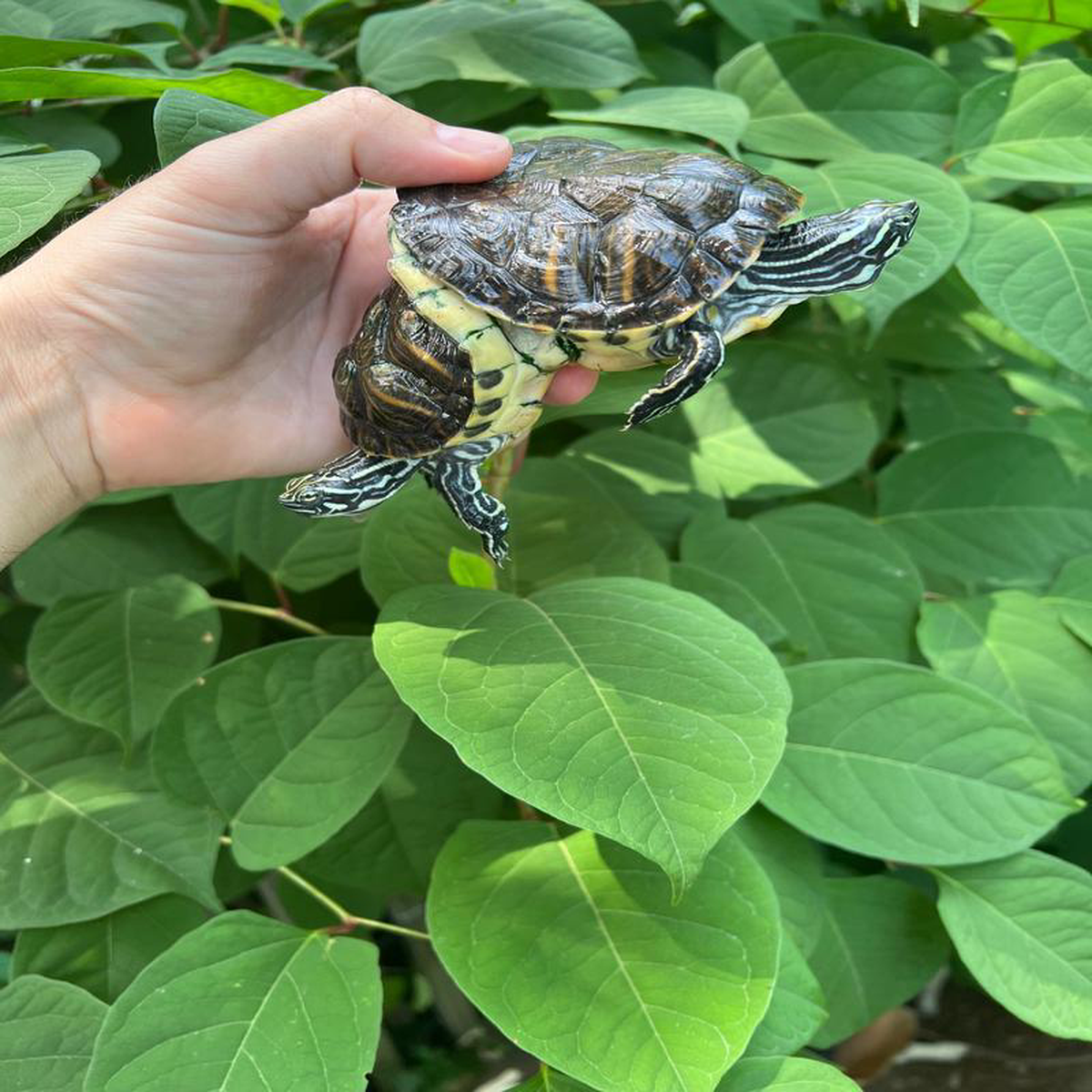 Two Headed Penninsula Cooter Turtle (Pseudemys peninsularis)