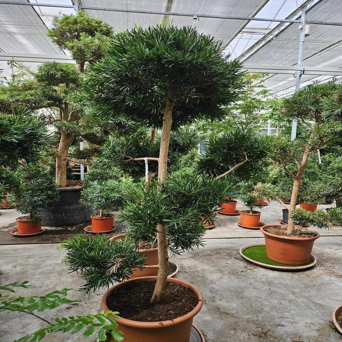220- 250cm XXL Podocarpus Macrophylla 60cm Pot House Plant
