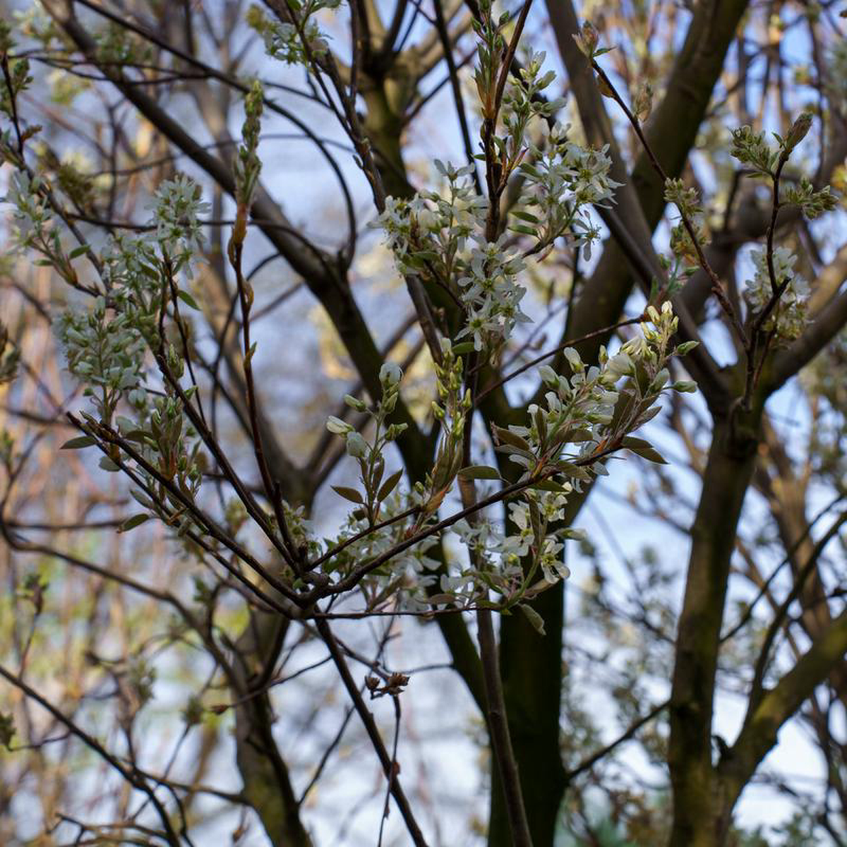 Rogers Allegheny Serviceberry 25 inch B038B