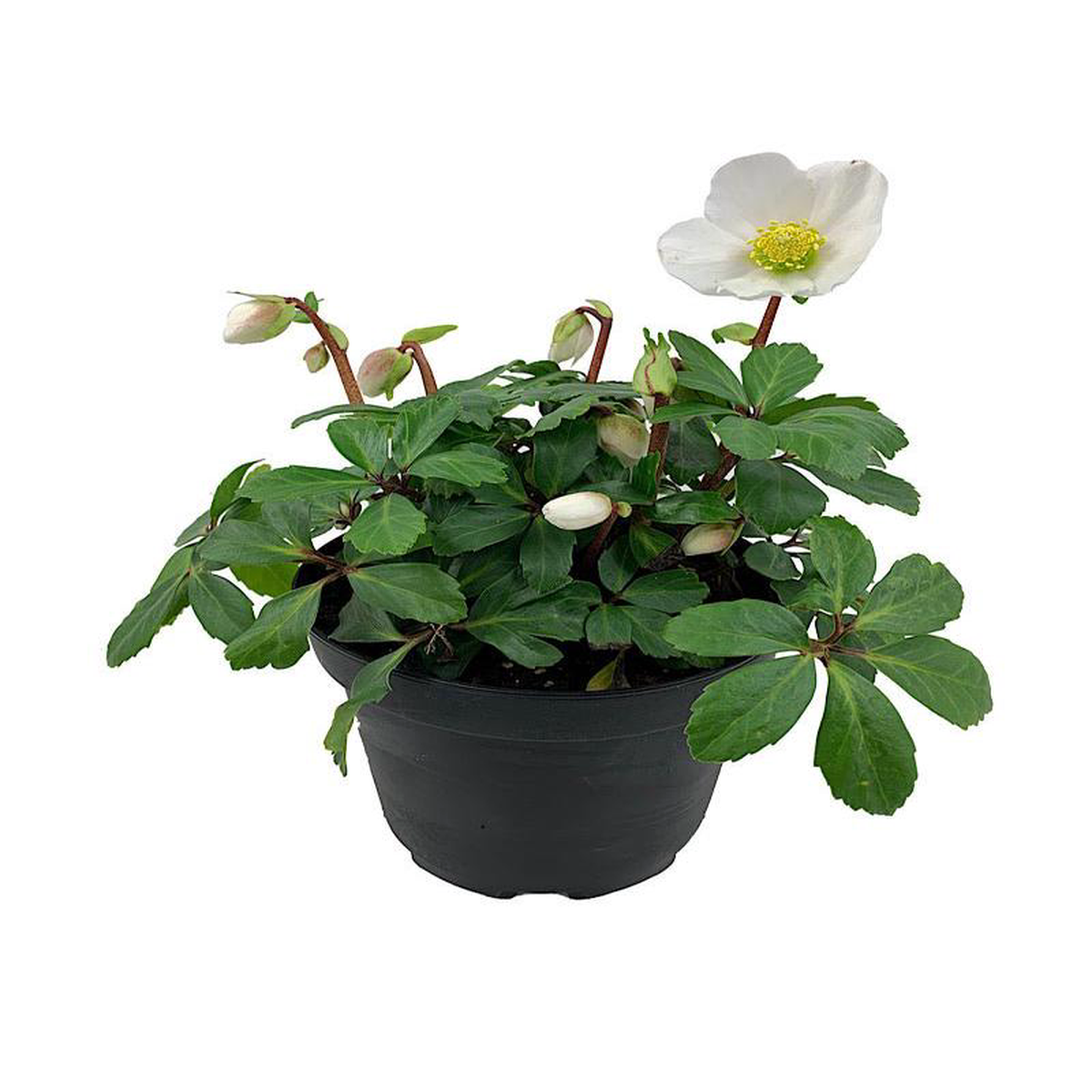 Helleborus 8216Jacob8217 1 Gallon