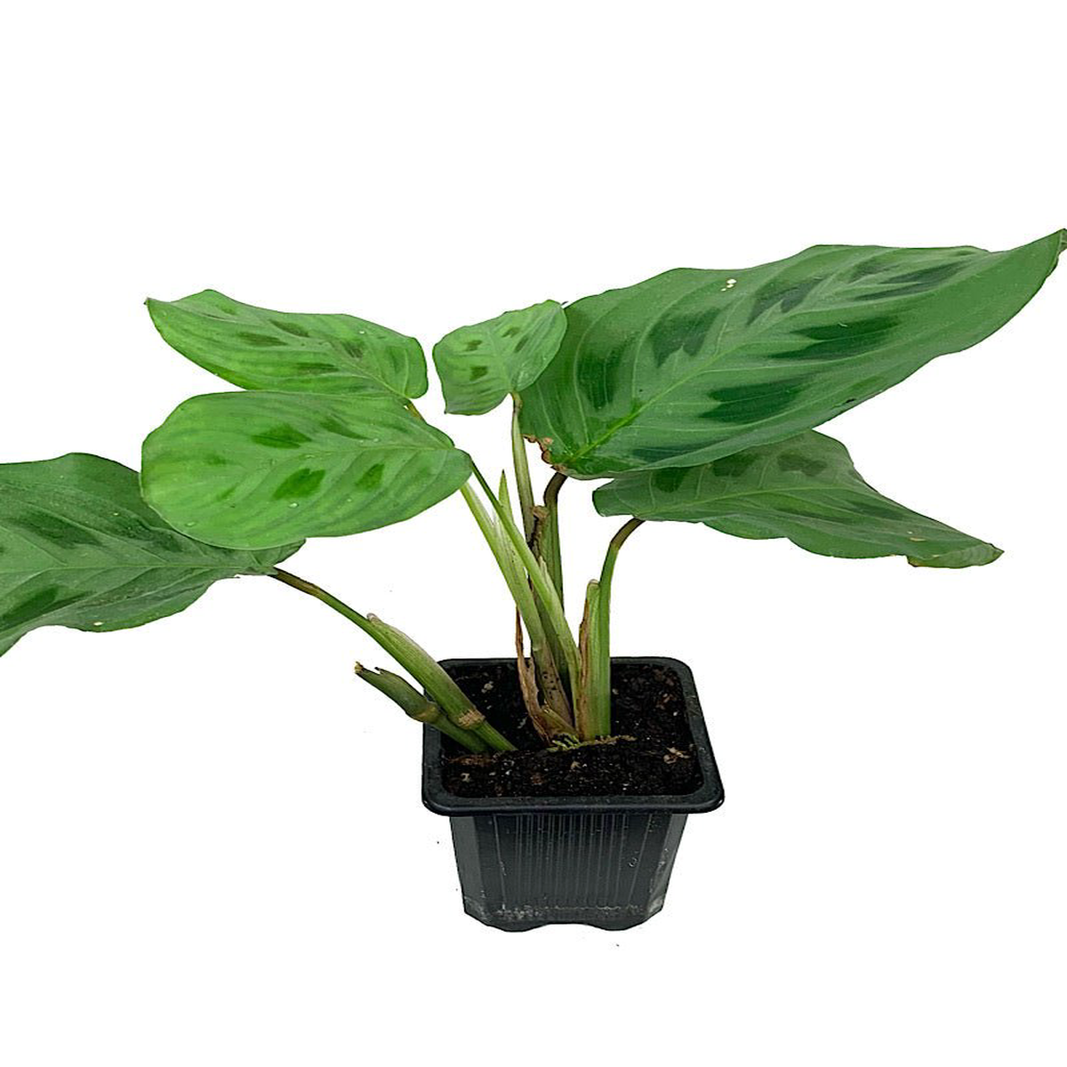 Maranta 8216Prayer Plant8217 4 Inch