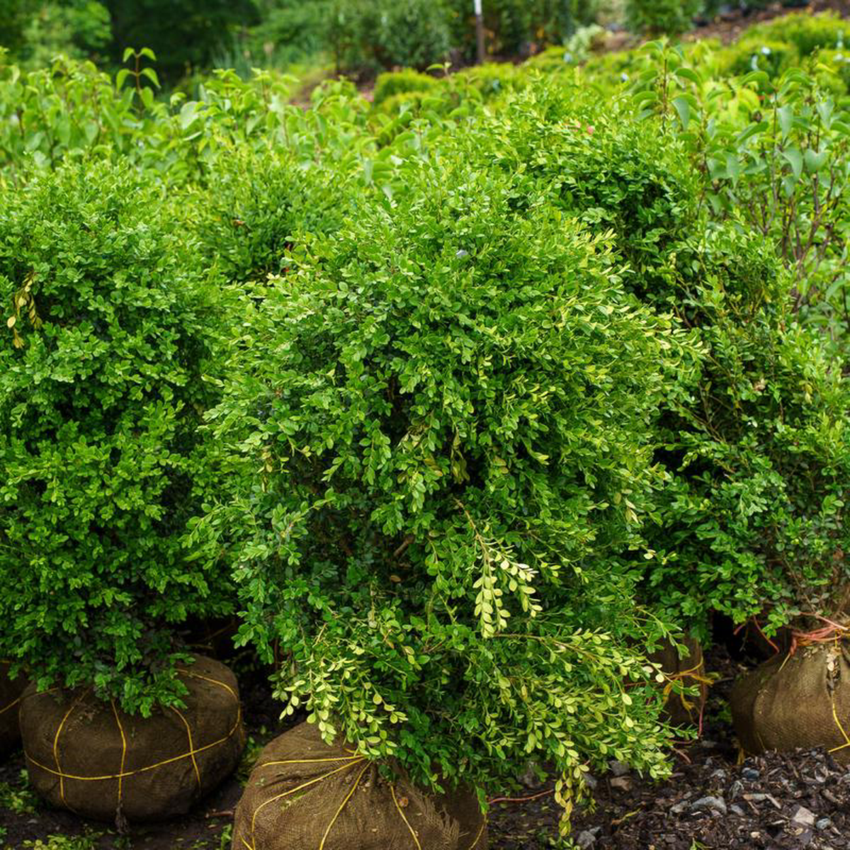 Cylinder Green Mountain Boxwood 42 inch B038B