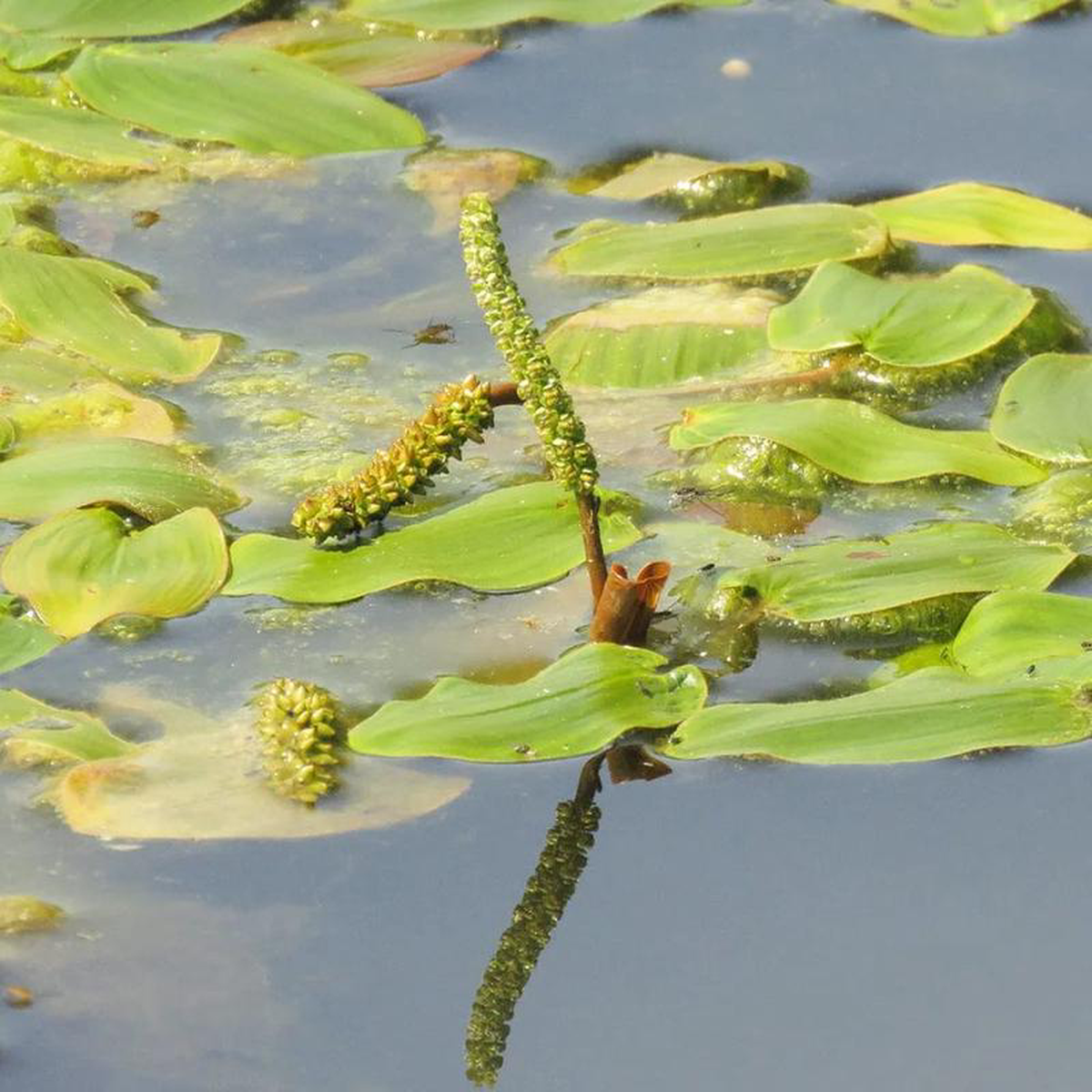 Potamogeton Natans Aquatic Pond Plant 8211 Broad Leaved Pondweed 9cm (3 Pack)