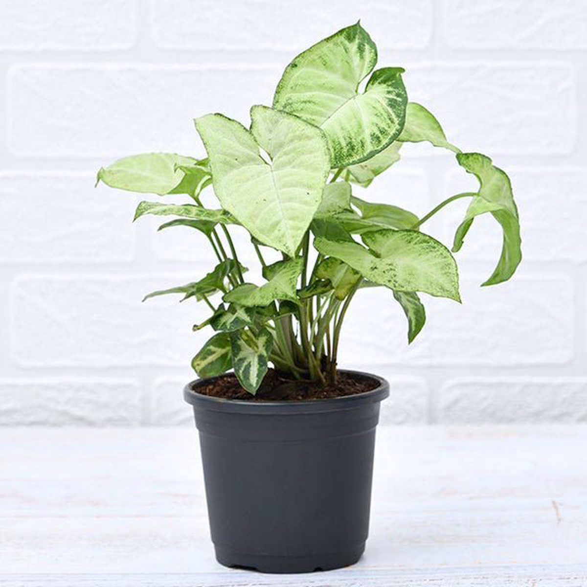 Syngonium variegated 8211 Plant Red Pot