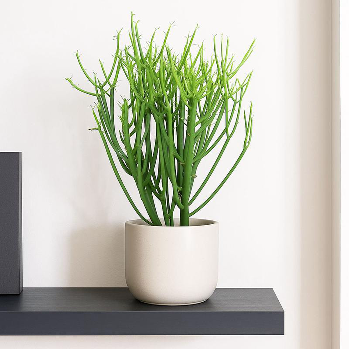 Euphorbia Tirucalli Pencil Cactus House Plant 35-45cm 17cm Pot