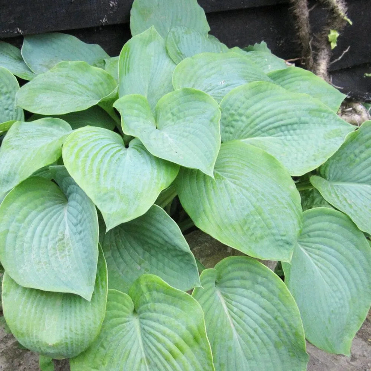 Hosta Bressingham Blue Aquatic Pond Plant 8211 Plantain Lily 3ltr Pot Size