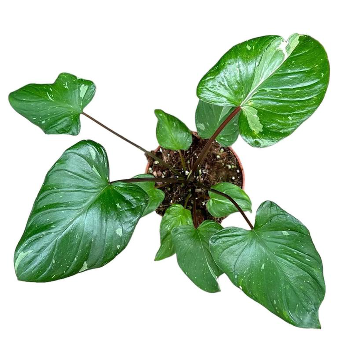 15cm Homalomena Stardust House Plant 105 cm Pot