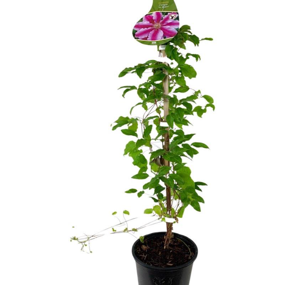 Clematis 8216Dr Ruppel8217 1 Gallon