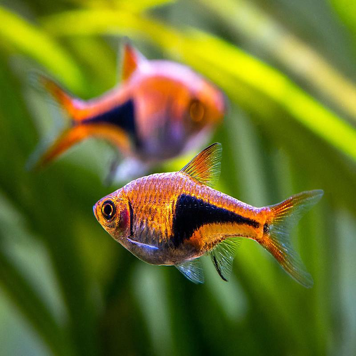 Harlequin Rasbora 8211 Special (6 for 38)