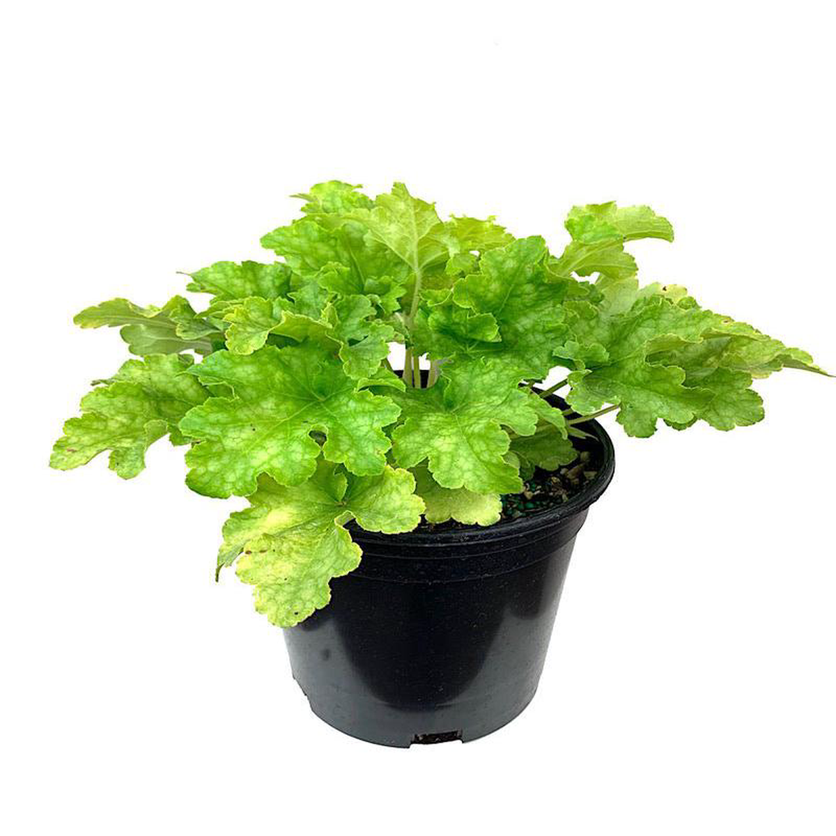 Heuchera 8216Lime Ruffles8217 1 Gallon