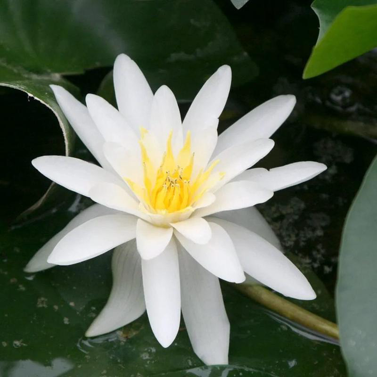 Nymphaea Marliacea Albida Aquatic Pond Plant 8211 Water Lily 3ltr Pot Size