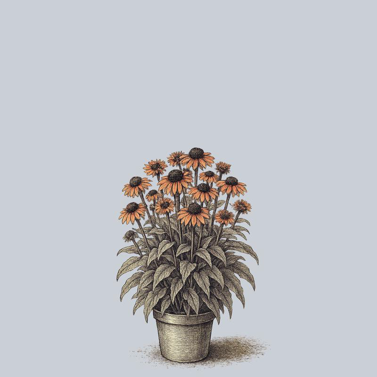 Fresco Apricot Coneflower 1 Gallon