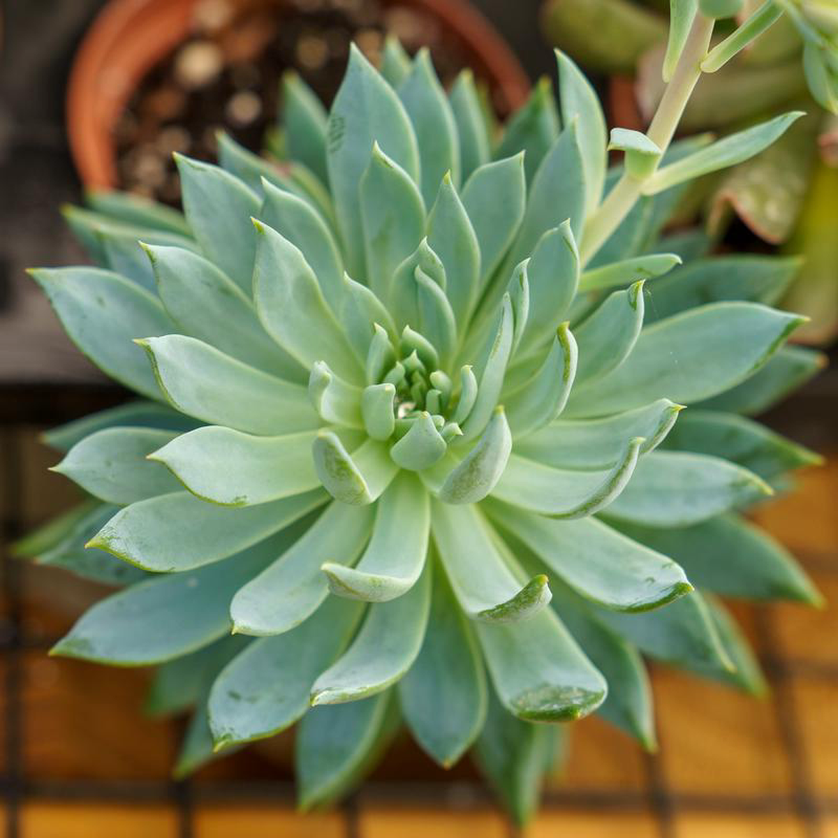 Hens 038 Chicks 2 inch Pot