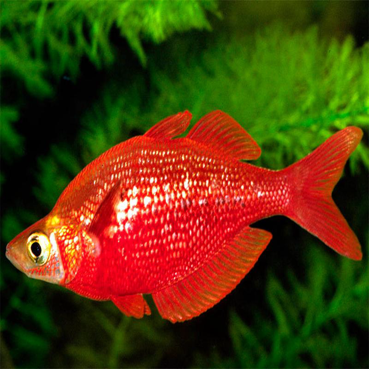 Red Rainbowfish 8211 Balloon