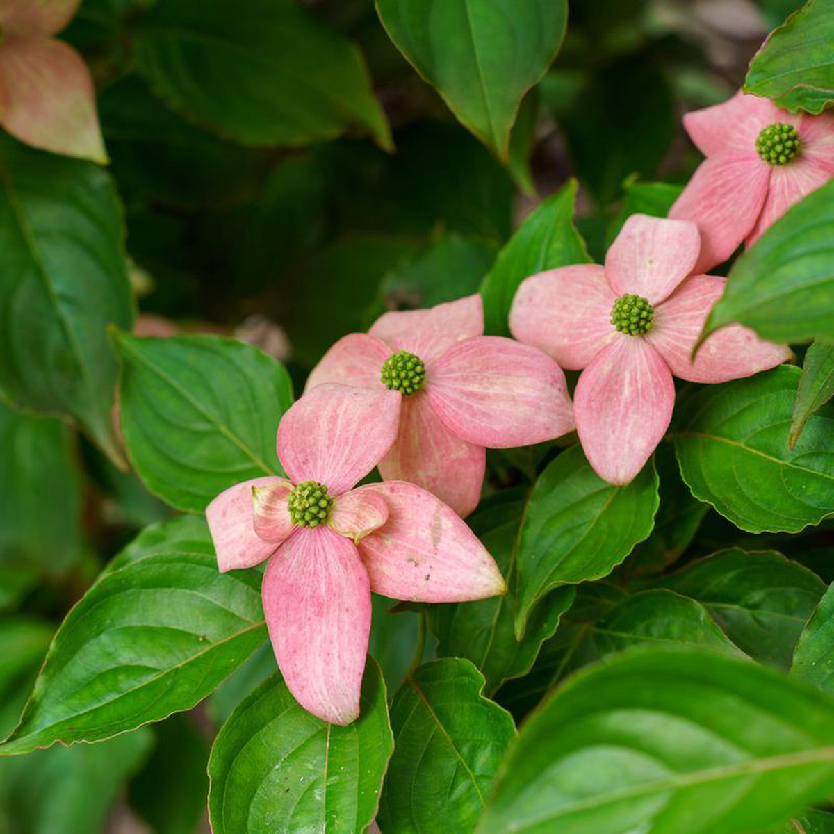 Scarlet Fire Kousa Dogwood 4 foot B038B