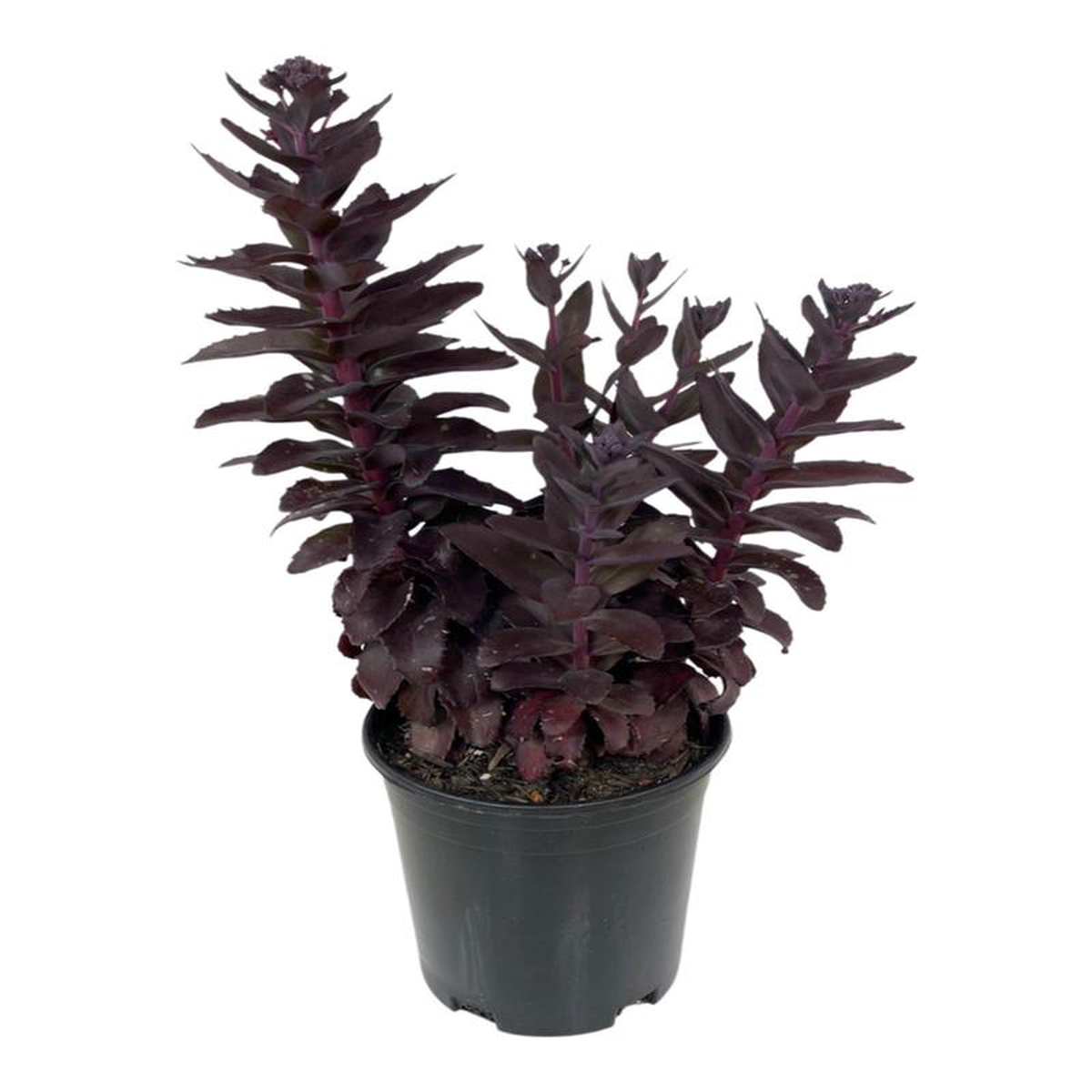 Sedum 8216Chocolate Fountain8217 1 Gallon