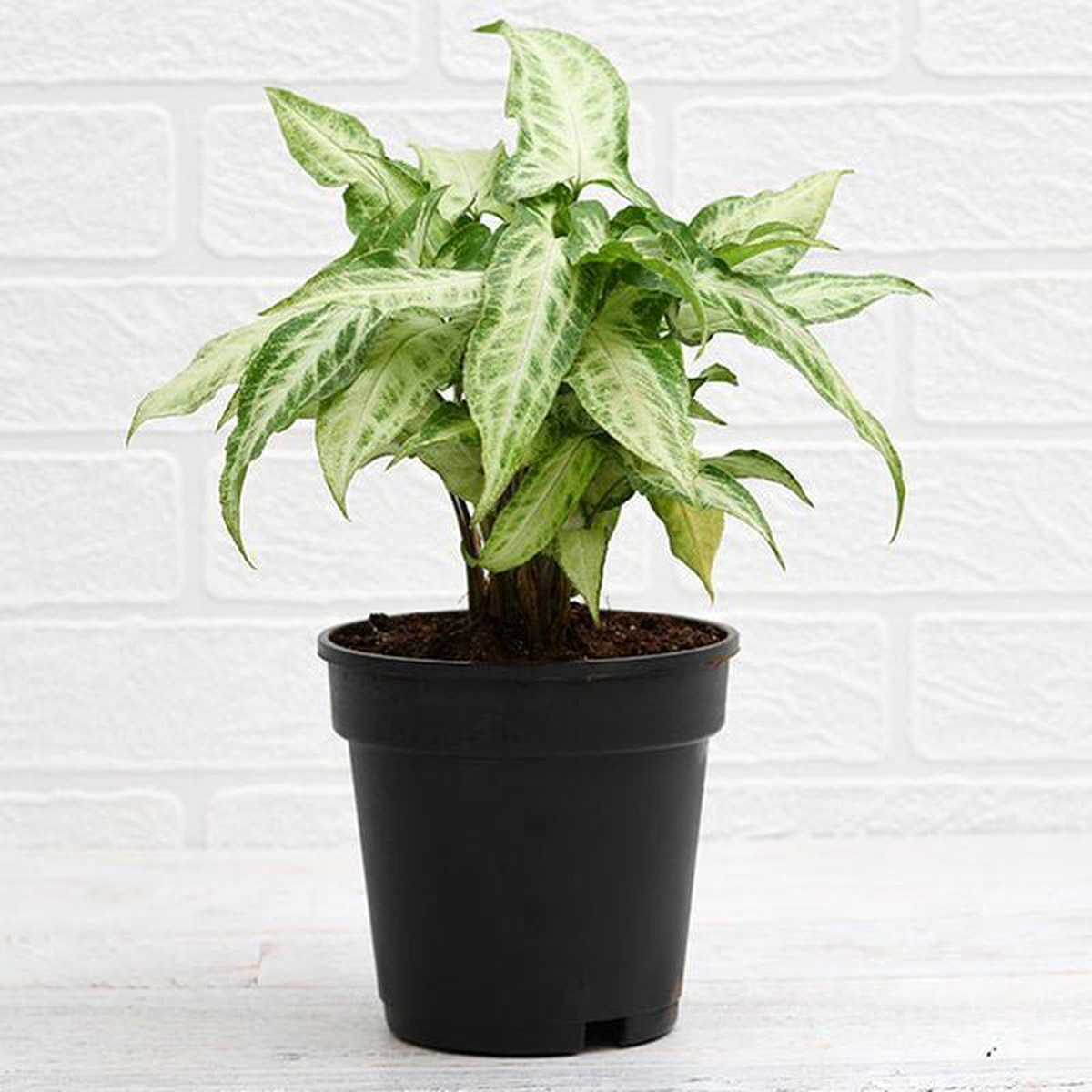 Syngonium Podophyllum White Butterfly 8211 Plant