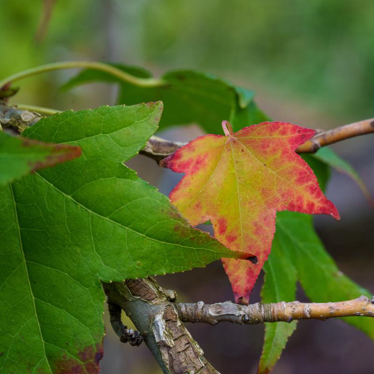 American Sweetgum 15 Gallon