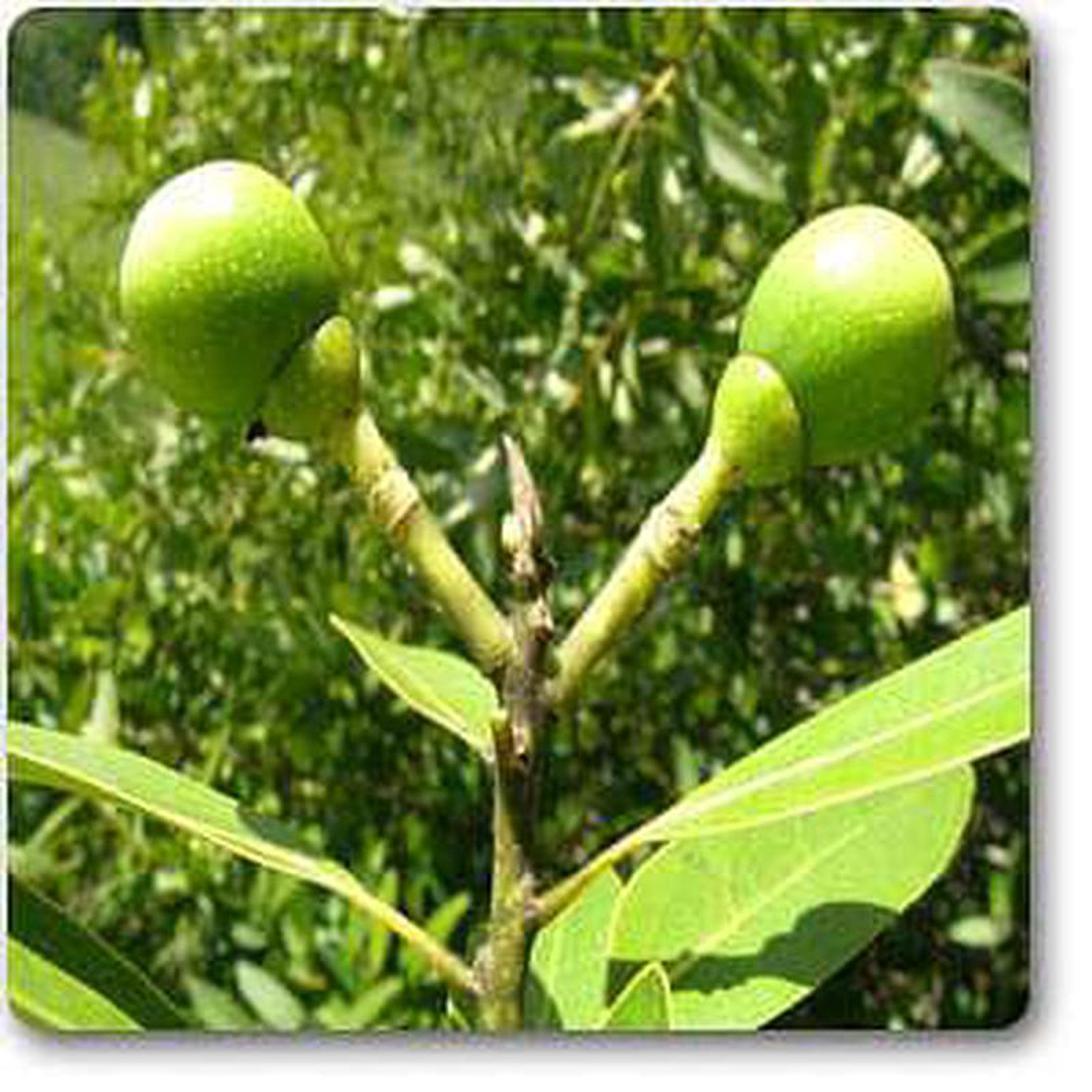 Bay laurel 8211 Plant