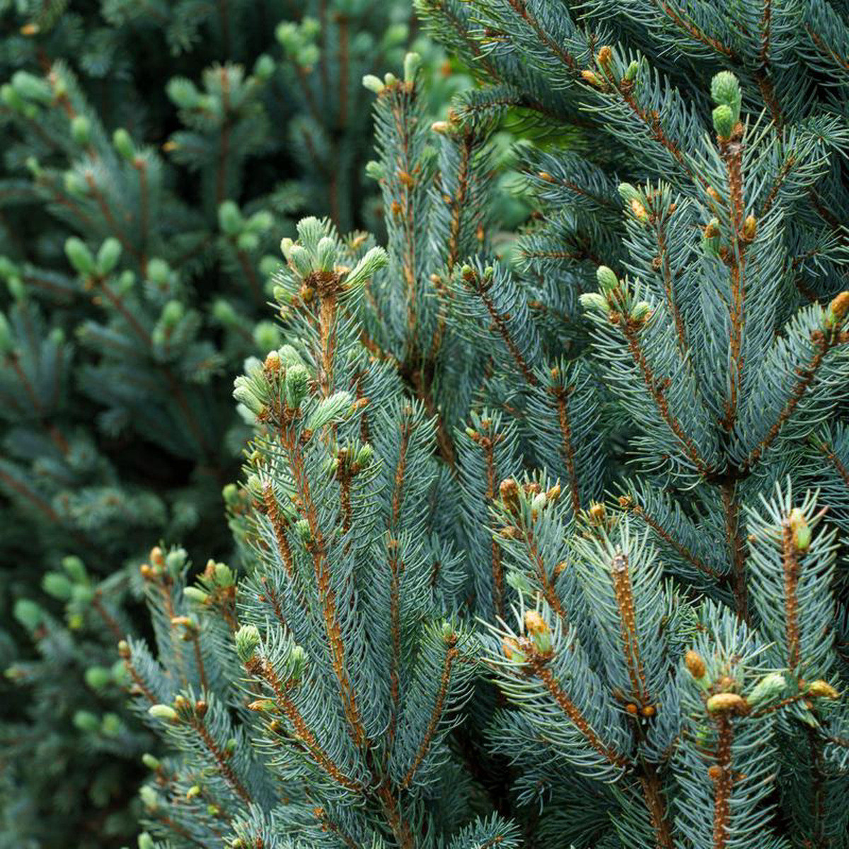 Fastigiata Colorado Spruce 4 foot B038B